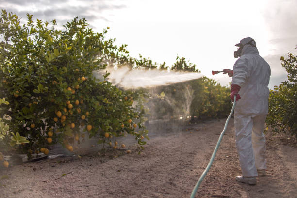Best Pest Control for Homes  in Daly City, CA