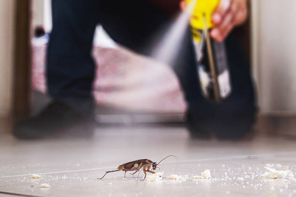 Best Ant Control Services  in Daly City, CA