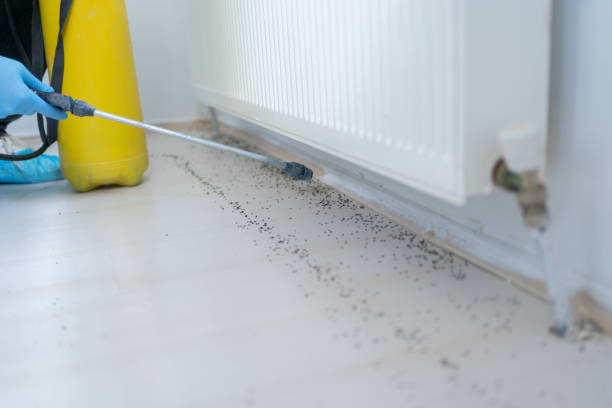 Pest Control Cost in Daly City, CA